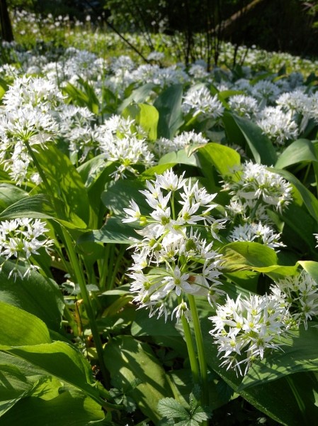 Pflanzenbild gross Bärlauch - Allium ursinum