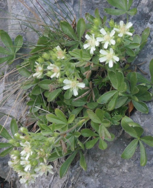 Pflanzenbild gross Vielstängeliges Fingerkraut - Potentilla caulescens