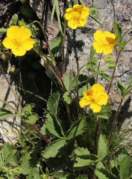 Pflanzenbild gross Grossblütiges Fingerkraut - Potentilla grandiflora