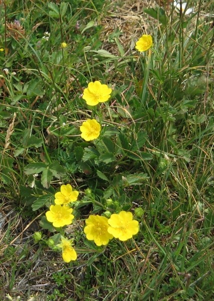 Pflanzenbild gross Grossblütiges Fingerkraut - Potentilla grandiflora