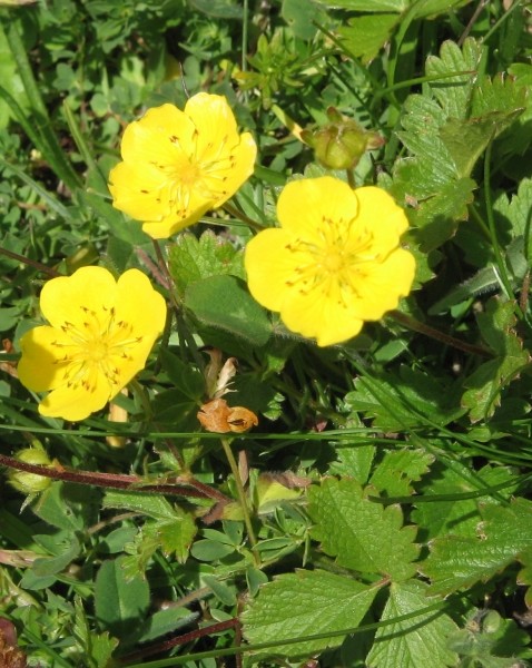 Pflanzenbild gross Grossblütiges Fingerkraut - Potentilla grandiflora