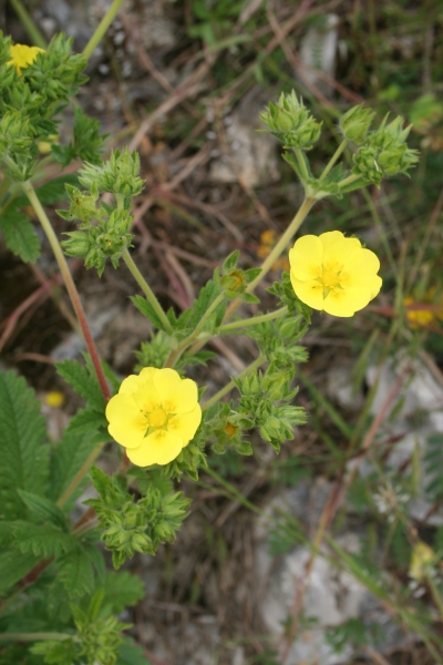 Pflanzenbild gross Hohes Fingerkraut - Potentilla recta