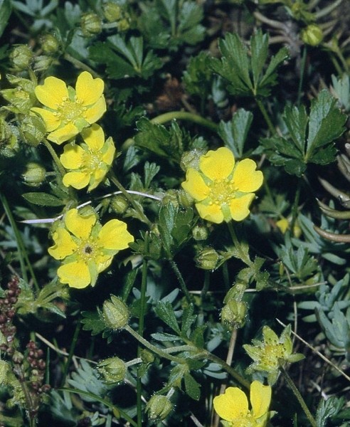 Pflanzenbild gross Frühlings-Fingerkraut - Potentilla verna