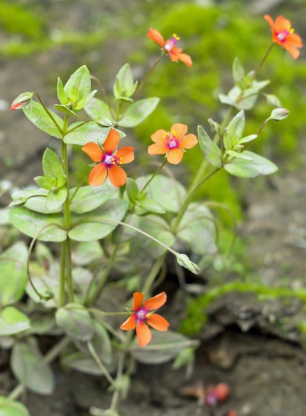 Pflanzenbild gross Acker-Gauchheil - Anagallis arvensis