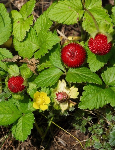 Pflanzenbild gross Scheinerdbeere - Duchesnea indica