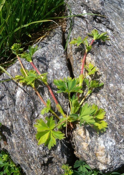 Pflanzenbild gross Schneetälchen-Frauenmantel - Alchemilla pentaphyllea