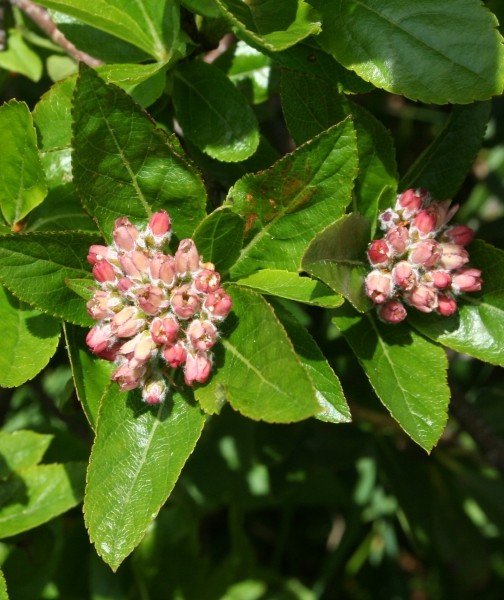 Pflanzenbild gross Zwergmispel - Sorbus chamaemespilus