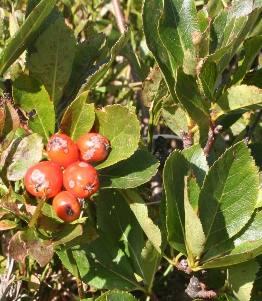 Pflanzenbild gross Zwergmispel - Sorbus chamaemespilus