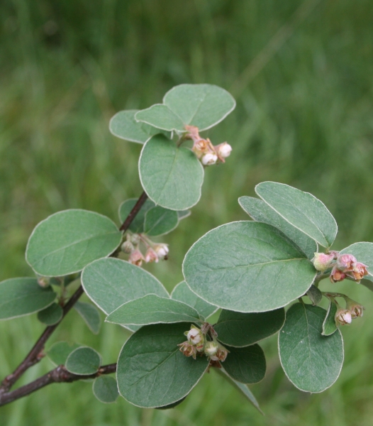 Pflanzenbild gross Filzige Steinmispel - Cotoneaster tomentosus
