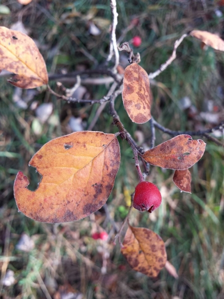 Pflanzenbild gross Filzige Steinmispel - Cotoneaster tomentosus