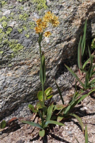 Pflanzenbild gross Gelbe Hainsimse - Luzula lutea