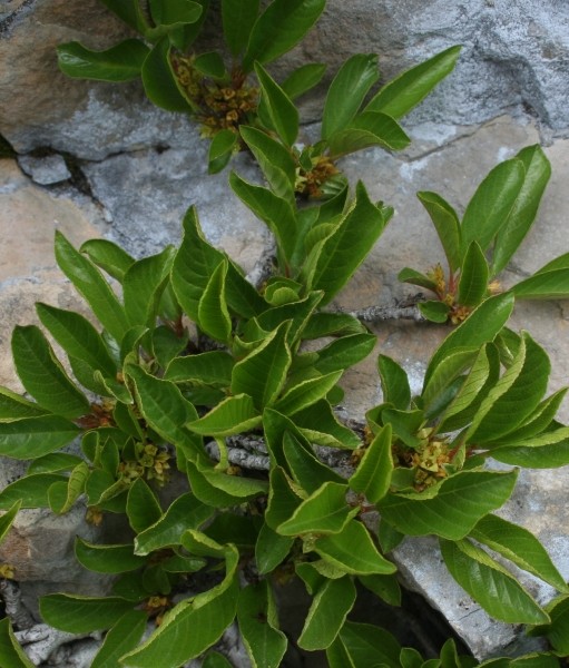 Pflanzenbild gross Zwerg-Kreuzdorn - Rhamnus pumila