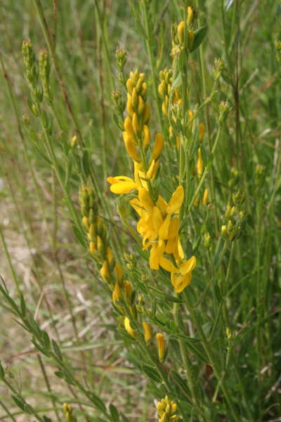 Pflanzenbild gross Färber-Ginster - Genista tinctoria