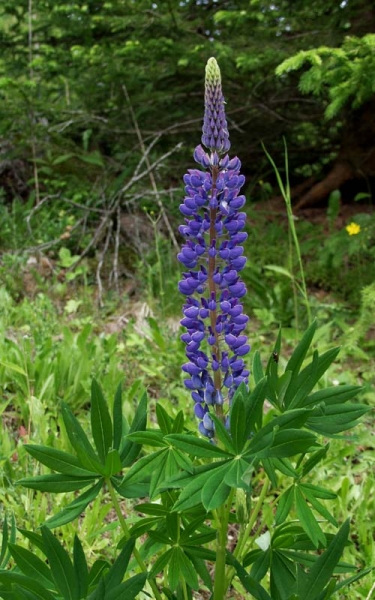 Pflanzenbild gross Vielblättrige Lupine - Lupinus polyphyllus