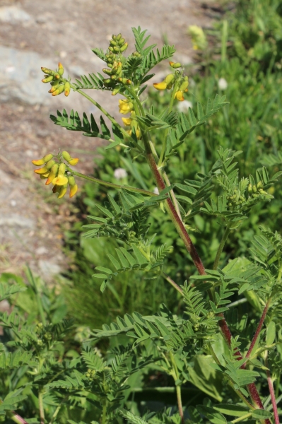 Pflanzenbild gross Alpenlinse - Astragalus penduliflorus