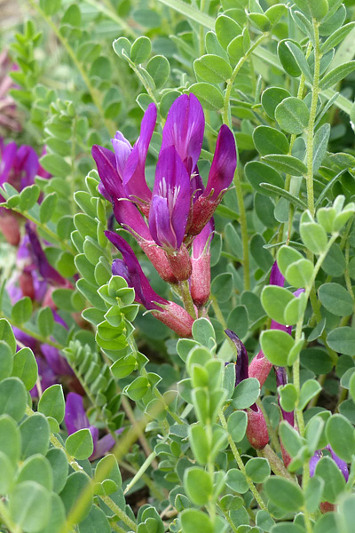 Pflanzenbild gross Französischer Tragant - Astragalus monspessulanus