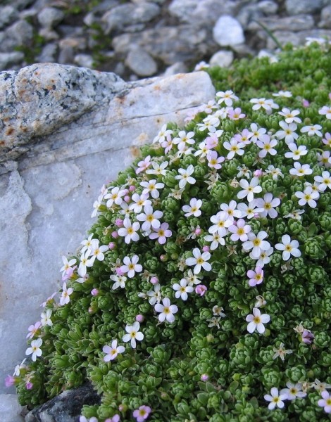 Pflanzenbild gross Alpen-Mannsschild - Androsace alpina