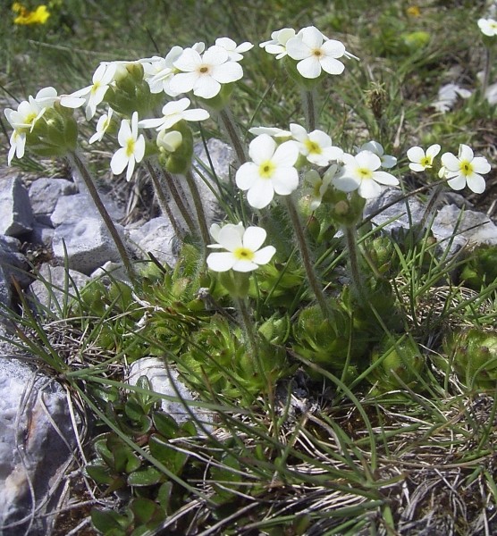 Pflanzenbild gross Bewimperter Mannsschild - Androsace chamaejasme