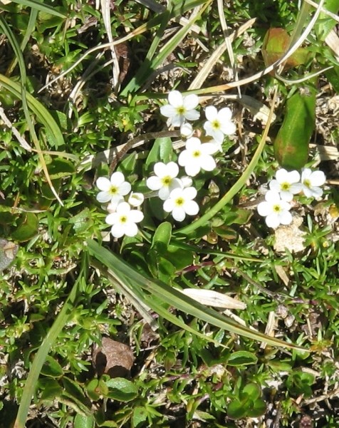 Pflanzenbild gross Stumpfblättriger Mannsschild - Androsace obtusifolia