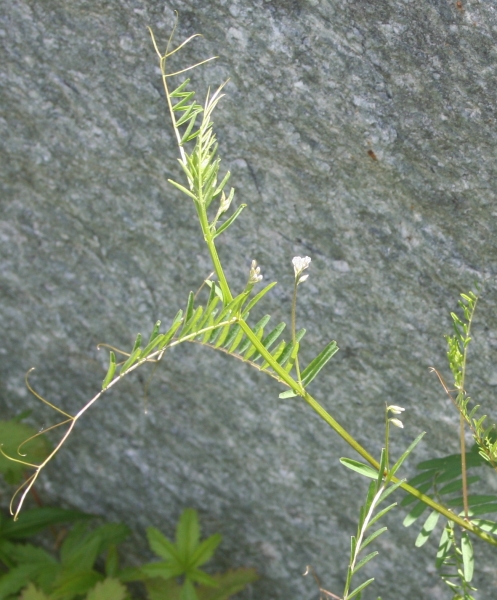 Pflanzenbild gross Behaarte Wicke - Vicia hirsuta