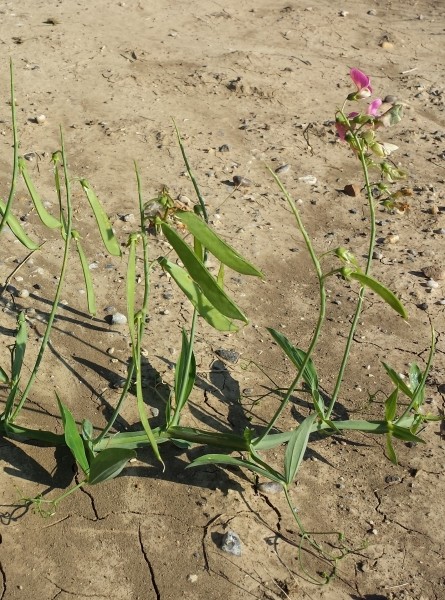 Pflanzenbild gross Breitblättrige Platterbse - Lathyrus latifolius