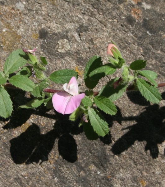 Pflanzenbild gross Kriechende Hauhechel - Ononis repens