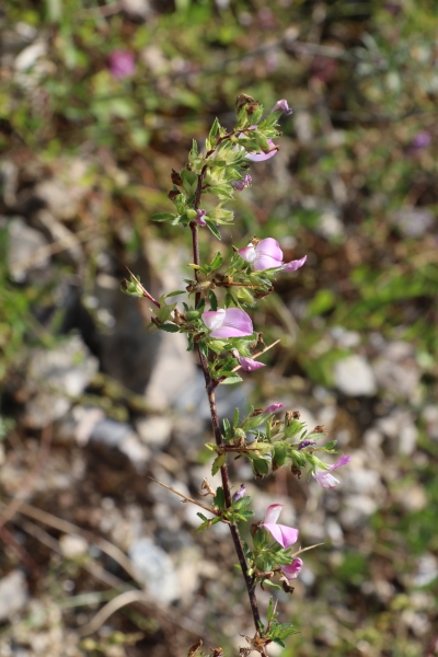 Pflanzenbild gross Dornige Hauhechel - Ononis spinosa