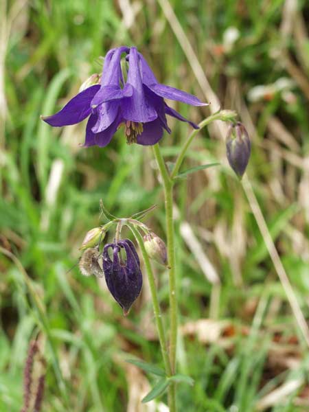 Pflanzenbild gross Gemeine Akelei - Aquilegia vulgaris