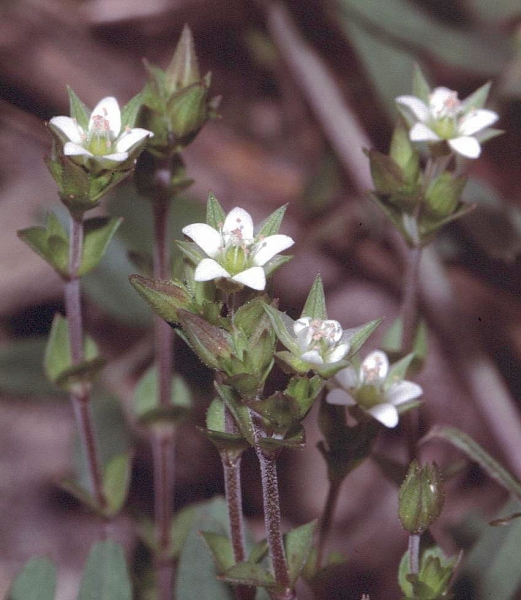 Pflanzenbild gross Gewöhnliches Quendelblättriges Sandkraut - Arenaria serpyllifolia