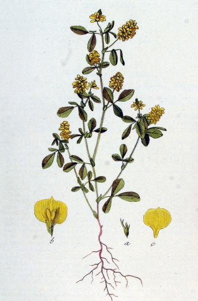 Pflanzenbild gross Feld-Klee - Trifolium campestre