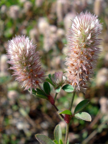 Pflanzenbild gross Hasen-Klee - Trifolium arvense