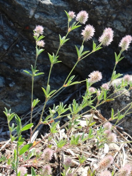 Pflanzenbild gross Hasen-Klee - Trifolium arvense