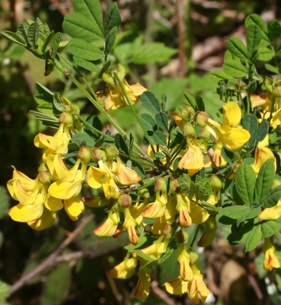 Pflanzenbild gross Strauchwicke - Hippocrepis emerus