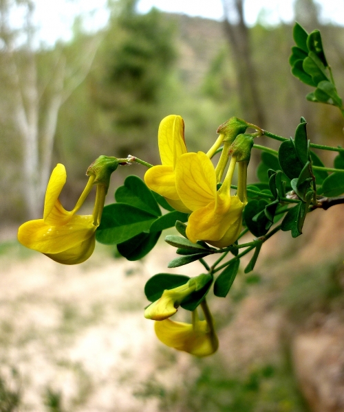Pflanzenbild gross Strauchwicke - Hippocrepis emerus