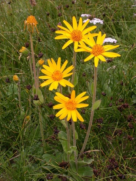 Pflanzenbild gross Arnika - Arnica montana