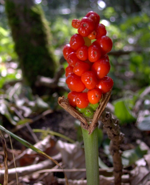 Pflanzenbild gross Gemeiner Aronstab - Arum maculatum