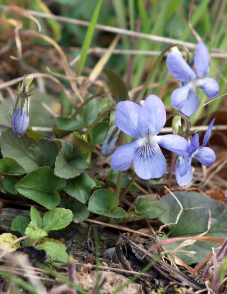 Pflanzenbild gross Hain-Veilchen - Viola riviniana
