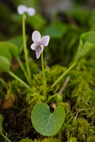Pflanzenbild gross Sumpf-Veilchen - Viola palustris