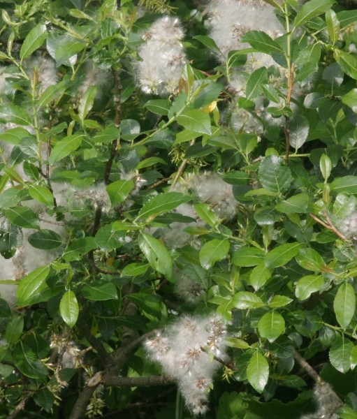 Pflanzenbild gross Schwarzwerdende Weide - Salix myrsinifolia