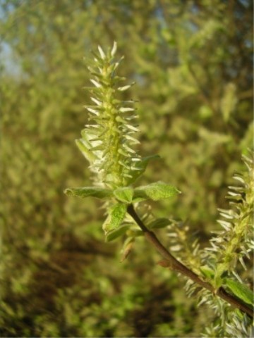 Pflanzenbild gross Grau-Weide - Salix cinerea