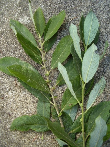 Pflanzenbild gross Grau-Weide - Salix cinerea