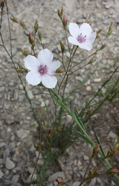 Pflanzenbild gross Feinblättriger Lein - Linum tenuifolium
