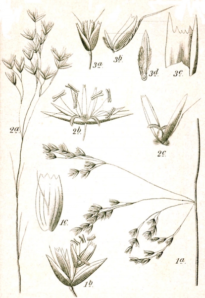 Pflanzenbild gross Draht-Schmiele - Avenella flexuosa