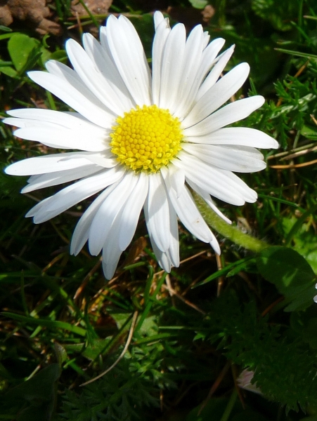 Pflanzenbild gross Gänseblümchen - Bellis perennis