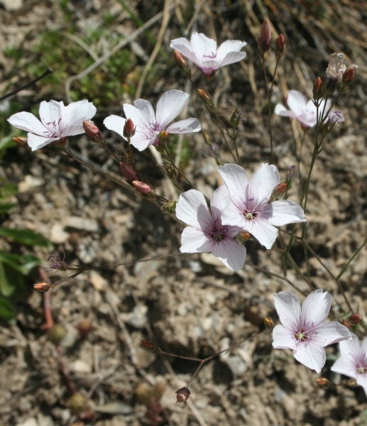 Pflanzenbild gross Feinblättriger Lein - Linum tenuifolium