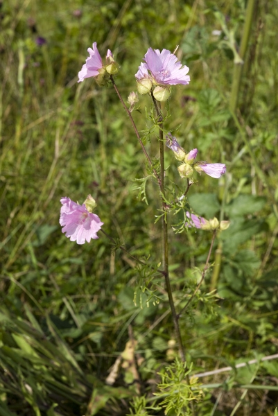 Pflanzenbild gross Bisam-Malve - Malva moschata
