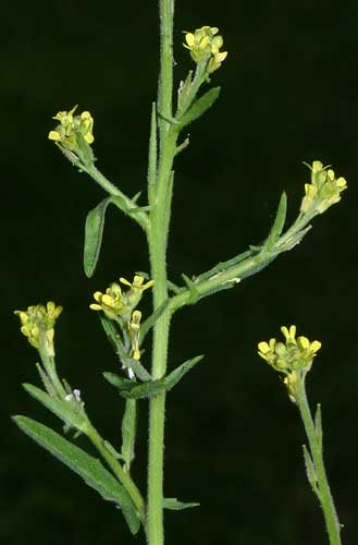 Pflanzenbild gross Weg-Rauke - Sisymbrium officinale