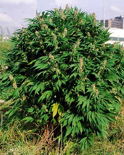 Pflanzenbild gross Hanf - Cannabis sativa