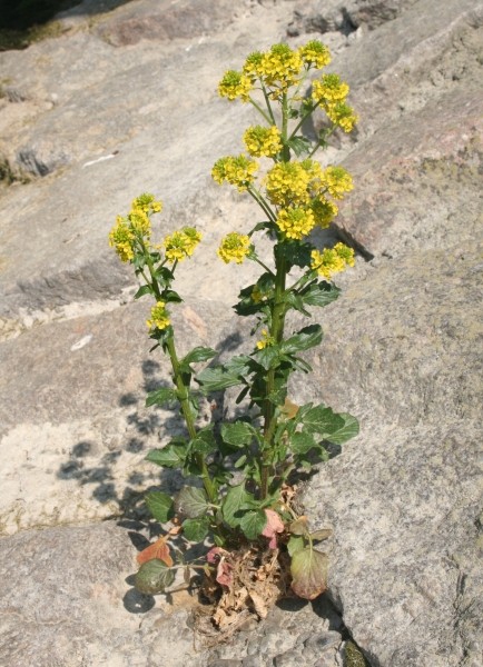 Pflanzenbild gross Gemeine Winterkresse - Barbarea vulgaris