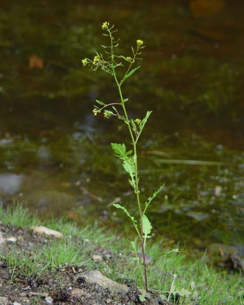 Pflanzenbild gross Echte Sumpfkresse - Rorippa palustris
